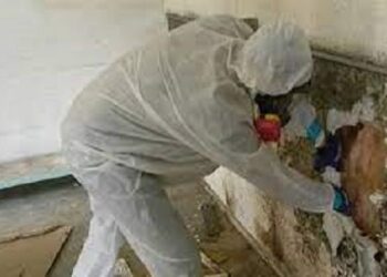Meet the professional mould removal Melbourne service